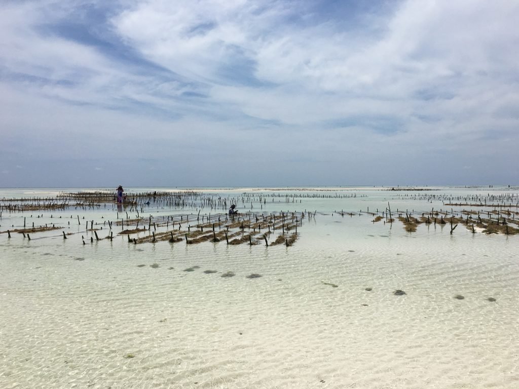 Seaweed farming Zanzibar