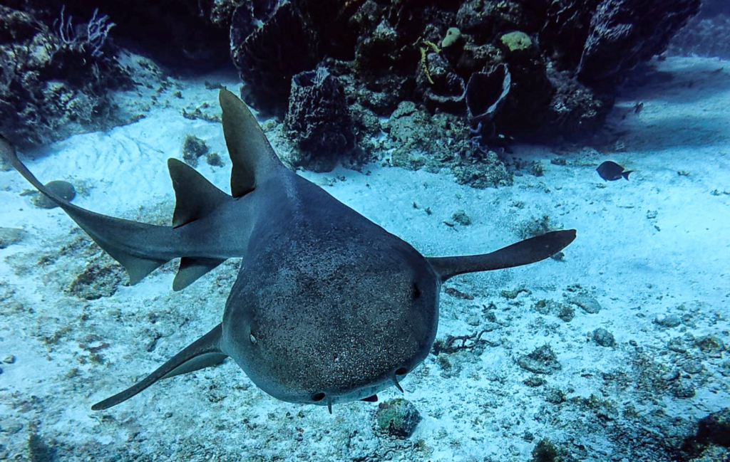 cozumel mexico diving