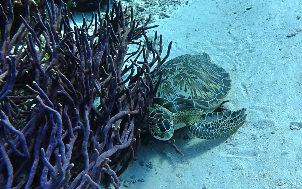 cozumel diving itinerary