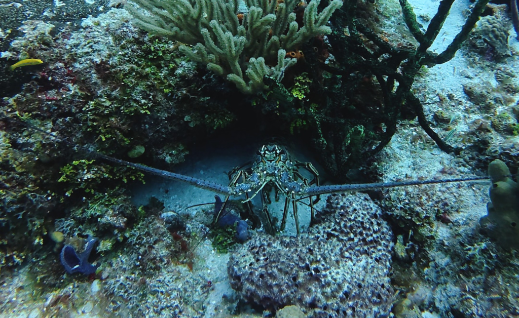 best places diving mexico